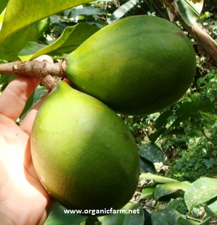 باهیا سانساپوت